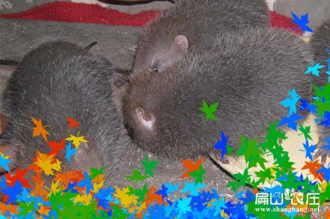 ：江州、憑祥、扶綏、寧明竹鼠種苗批發、龍州、大新、天等花兔竹鼠養殖基地；