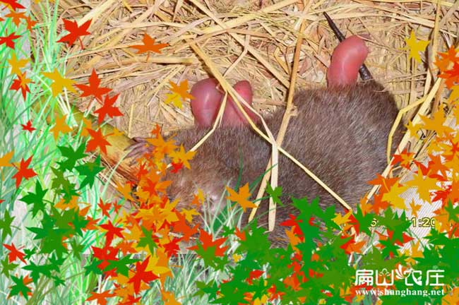 貴港花兔竹鼠養殖基地