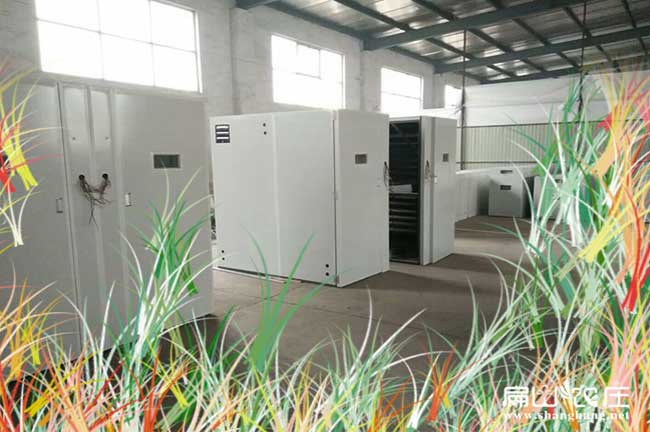 德州大中小型孵化機廠 德州土雞蛋孵化基地