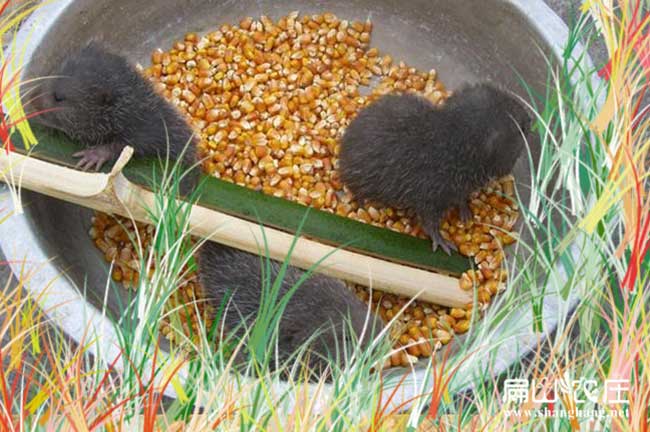百色竹鼠種苗批發
