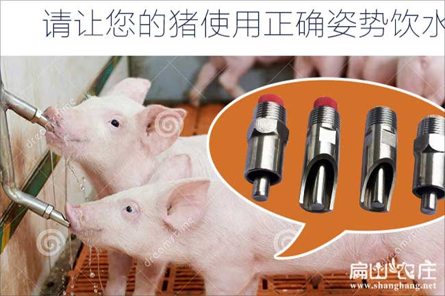 廈門兔自動飲水器批發