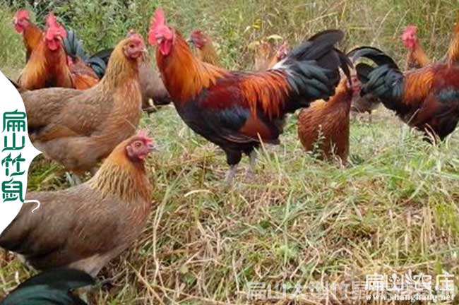 四川大中的土雞苗孵化基地