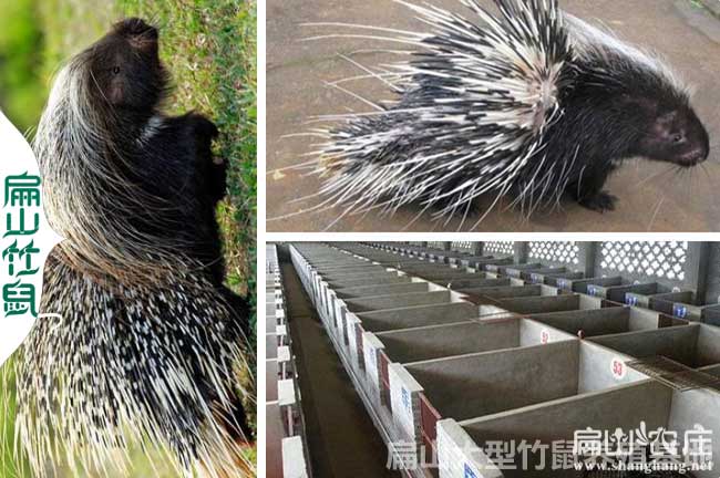 廈門肉兔養殖