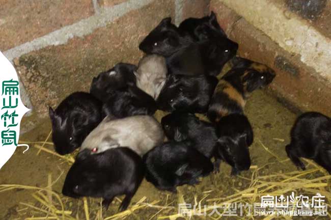2024竹鼠養殖窩內部結構