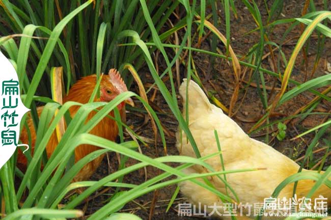 南昌急招對養雞有經驗的2名