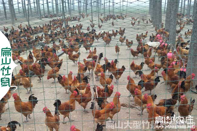 廣州農科院土三母孵化場