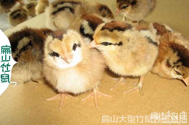 2024血毛土雞二號