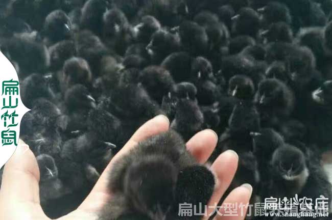 長沙烏雞苗批發