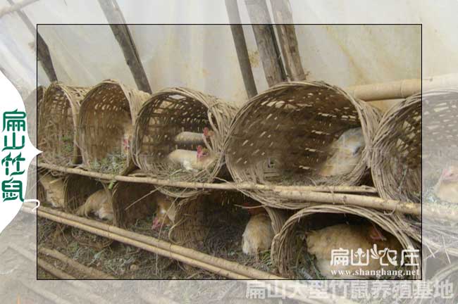 農村創意雞舍設計展示