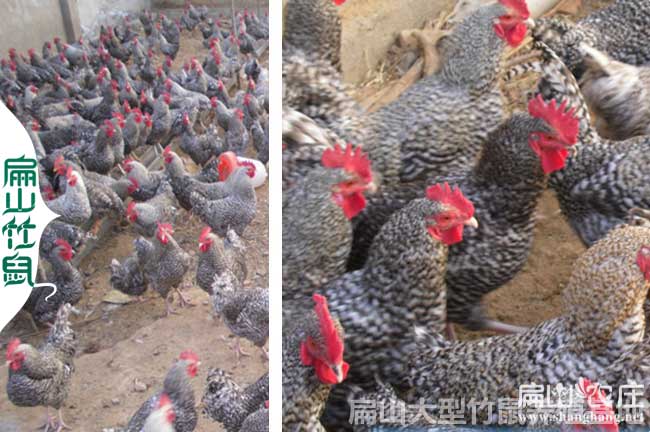 南寧珍珠雞批發市場
