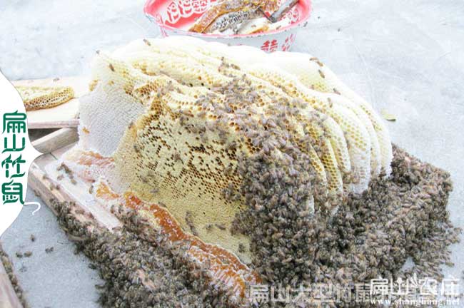 龍巖蜜蜂養殖合作社