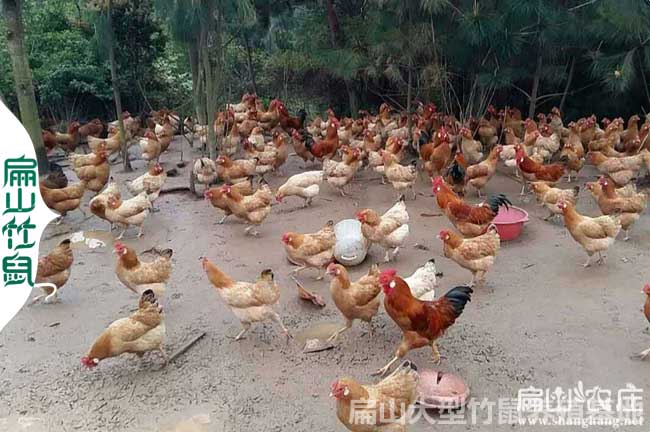 襄陽谷城出售養雞廠