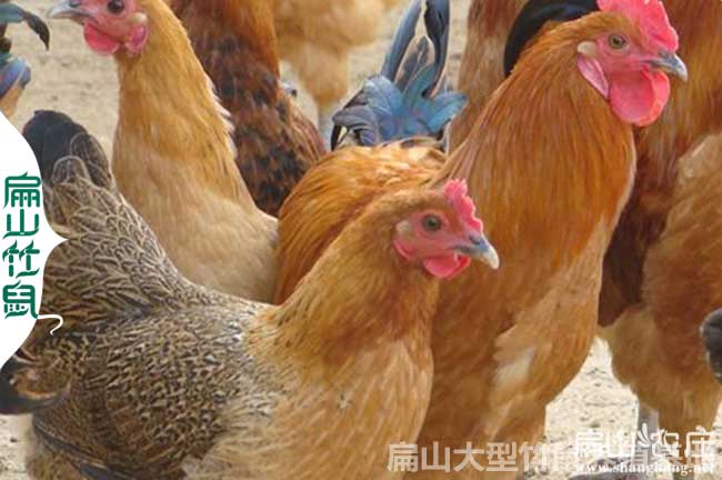 菏澤柴雞紅玉公雞批發