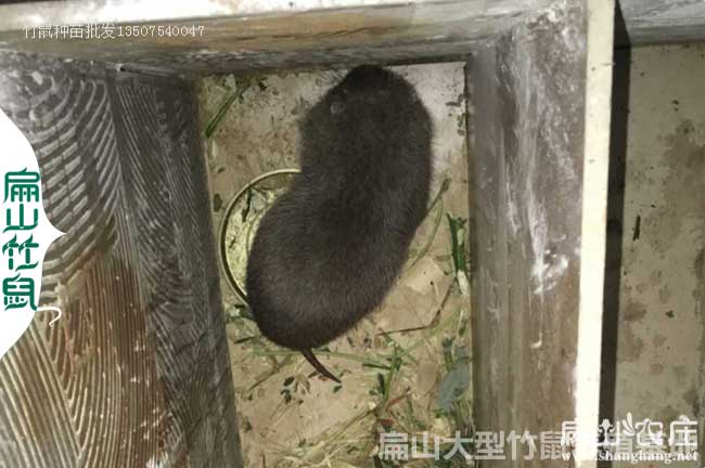 竹鼠種苗多大合適？