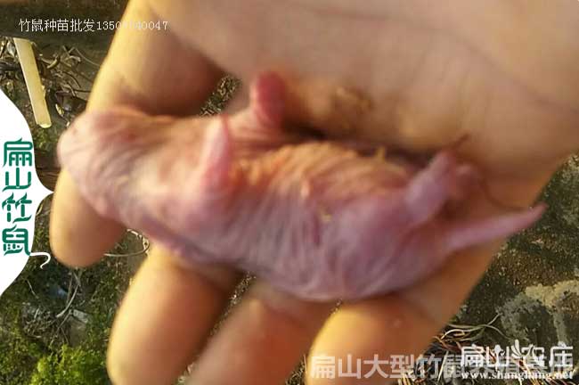 吉林竹鼠苗繁殖基地 吉林竹鼠苗繁殖基地