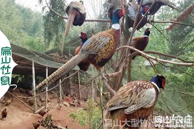 福州七彩山雞批發