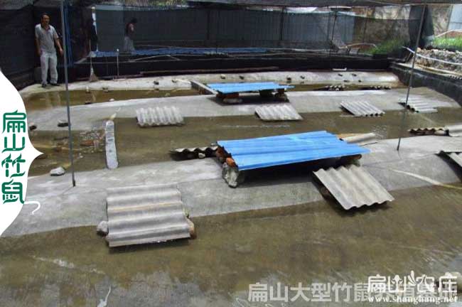 廈門生態石蛙養殖