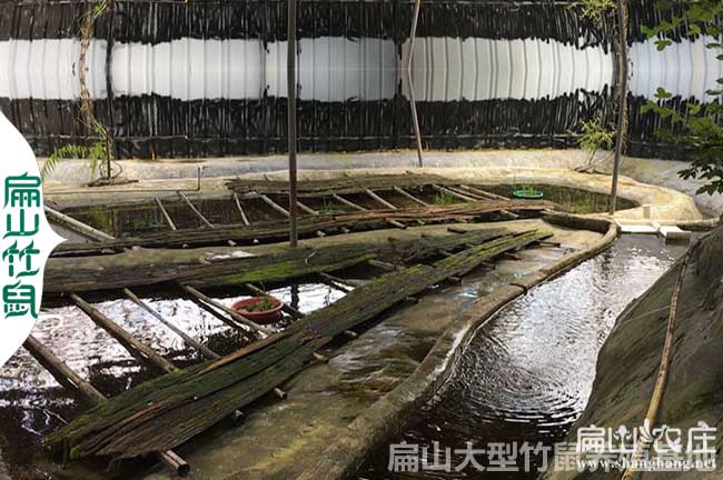 石蛙養殖的難點在哪？也就是石蛙養殖的關鍵技術在哪？