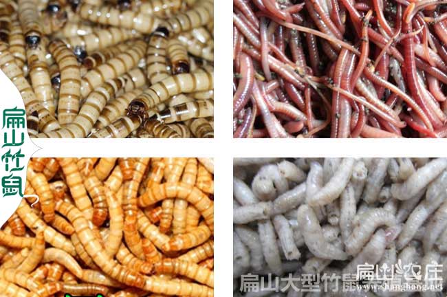 龍巖黃粉蟲批發廠家