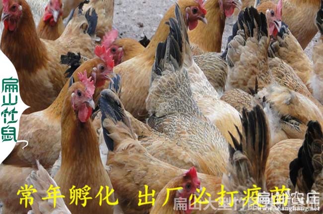 南昌招土雞養殖技術員