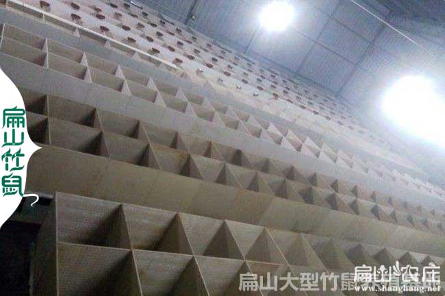 全州竹鼠種苗批發