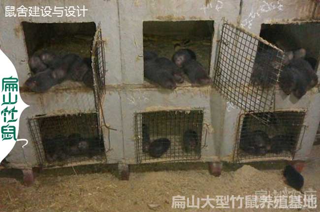 百色竹鼠養殖基地 廣西80對百色紅頰豚鼠野兔種苗場366元/對