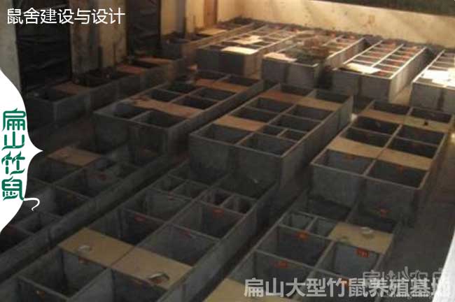 廣西竹鼠銷售批發