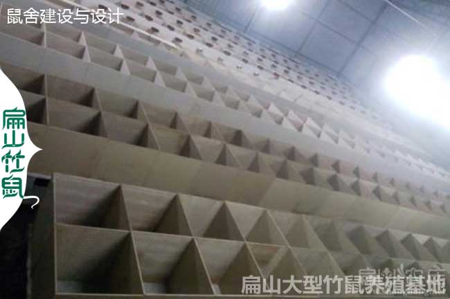 廣元90對瀘州竹鼠養殖基地 花毛紅頰竹鼠種苗繁殖場698元
