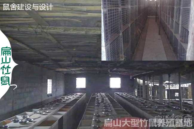 浙江竹鼠銷售