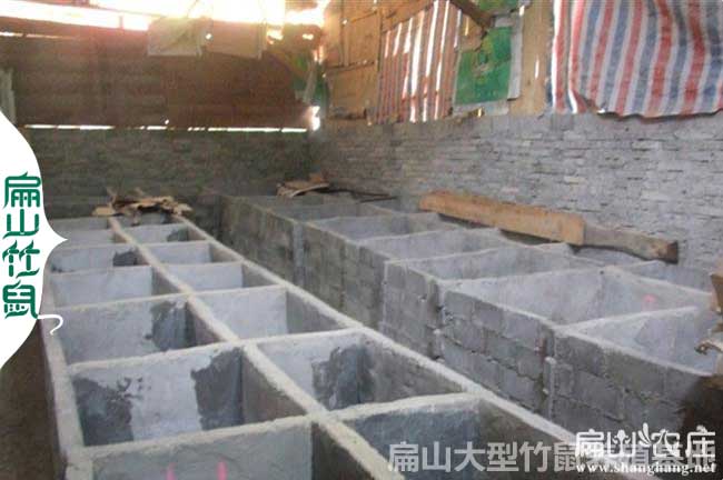 竹鼠養殖基地圖片