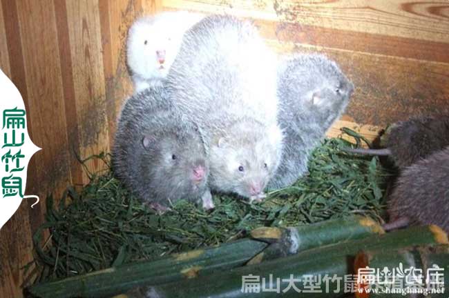 中國創業養殖竹鼠