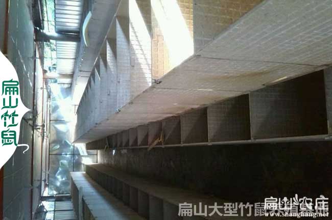吉林大中的竹鼠養殖基地 吉林大中的竹鼠養殖基地