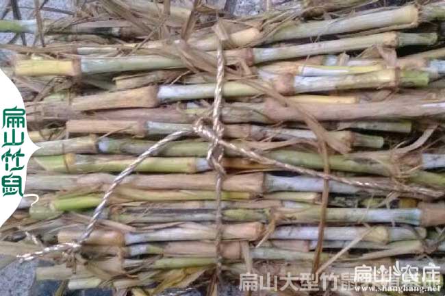 竹鼠吃黃竹草