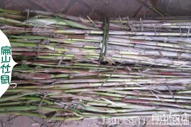 陽朔竹鼠皇竹草