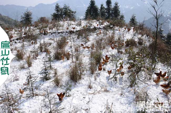 桂林生態土雞養殖基地