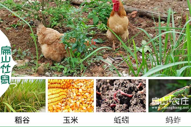 農村散養土雞銷路是關鍵如何找出路