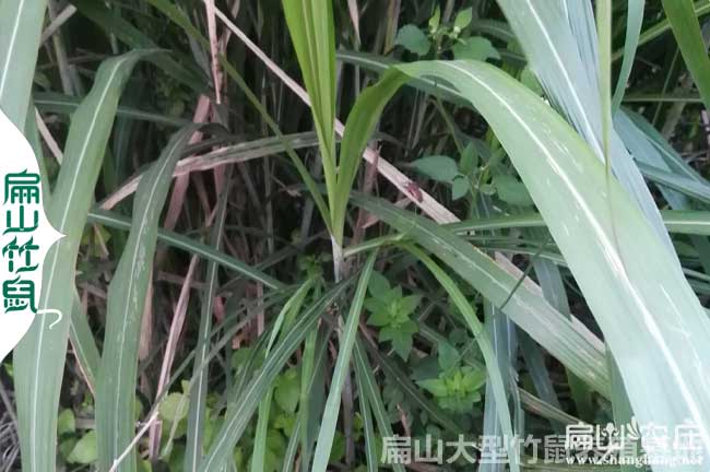 巴中竹鼠苗多少錢一對