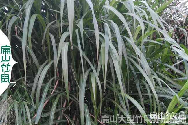 貴州皇竹草種子批發