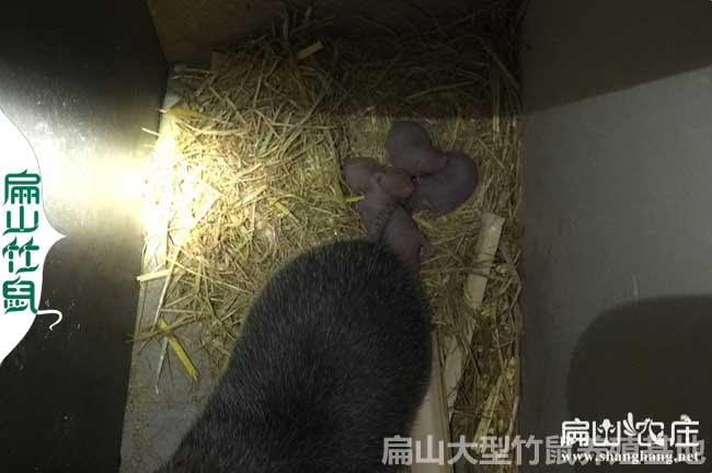 特大綿陽種苗資陽竹鼠養殖基地 你知道豚鼠紅頰60對怎么養嗎