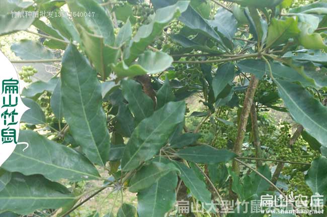 竹鼠鴨腳木要經常吃