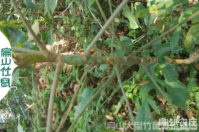 福建鴨腳木種植技術交流微