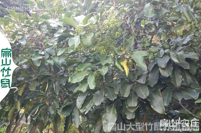 賣太原紅頰80對大同竹鼠豚鼠養殖基地 2024解決種苗中署方法