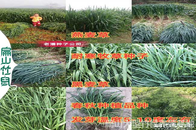 福建竹鼠甜象草種勒批發