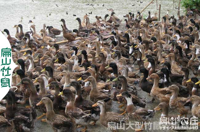 龍巖鴨子養殖