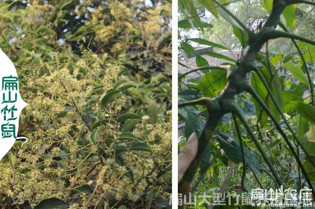 上林竹鼠種苗批發價格