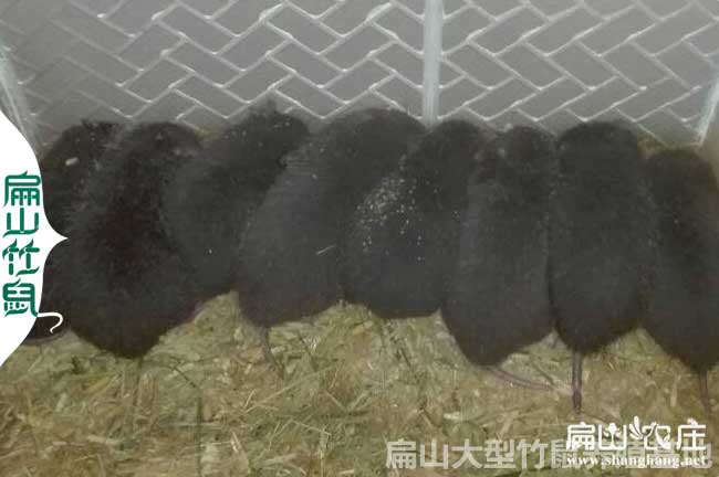 云浮銀星竹鼠