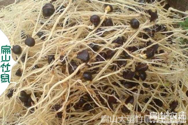 欽州高產油茶苗之鄉