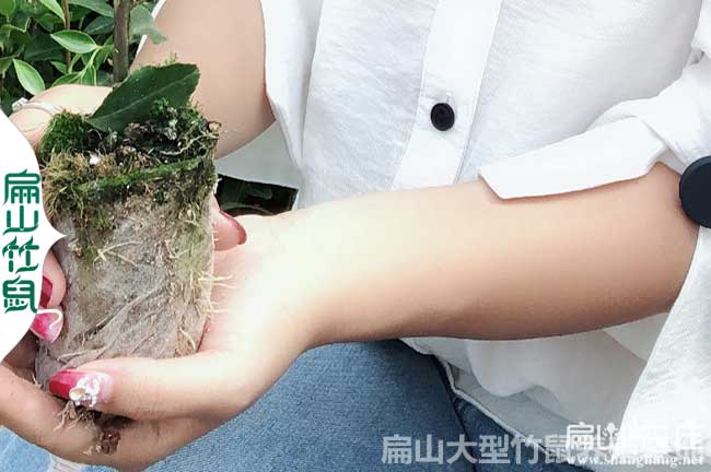 三明油茶苗批發
