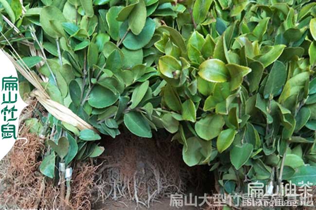 福建大中的油茶苗批發