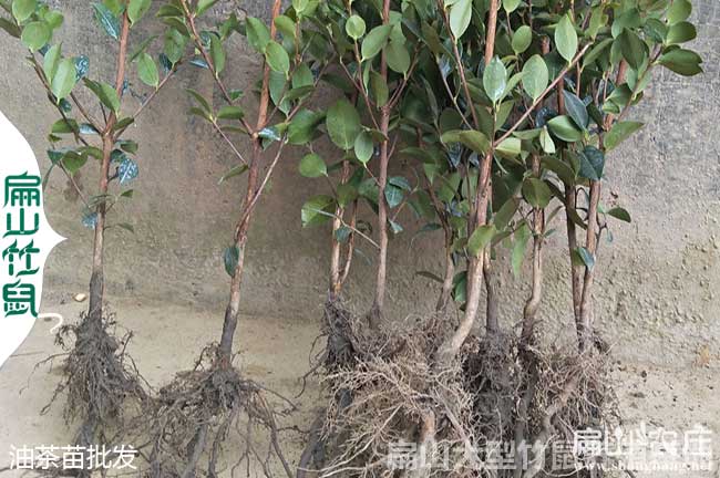 赤壁油茶苗批發